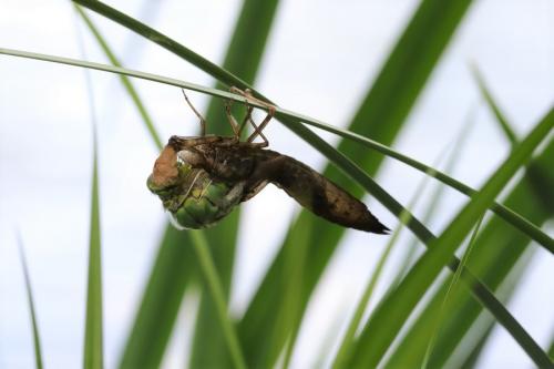 Anax imperator